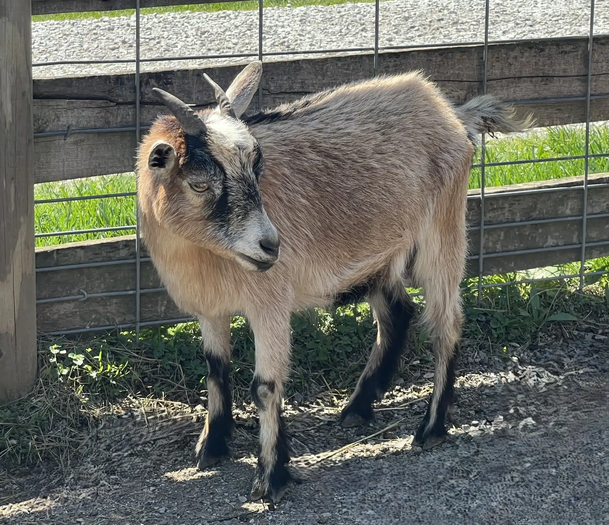 Arendelle at Fox's High Rock Farm