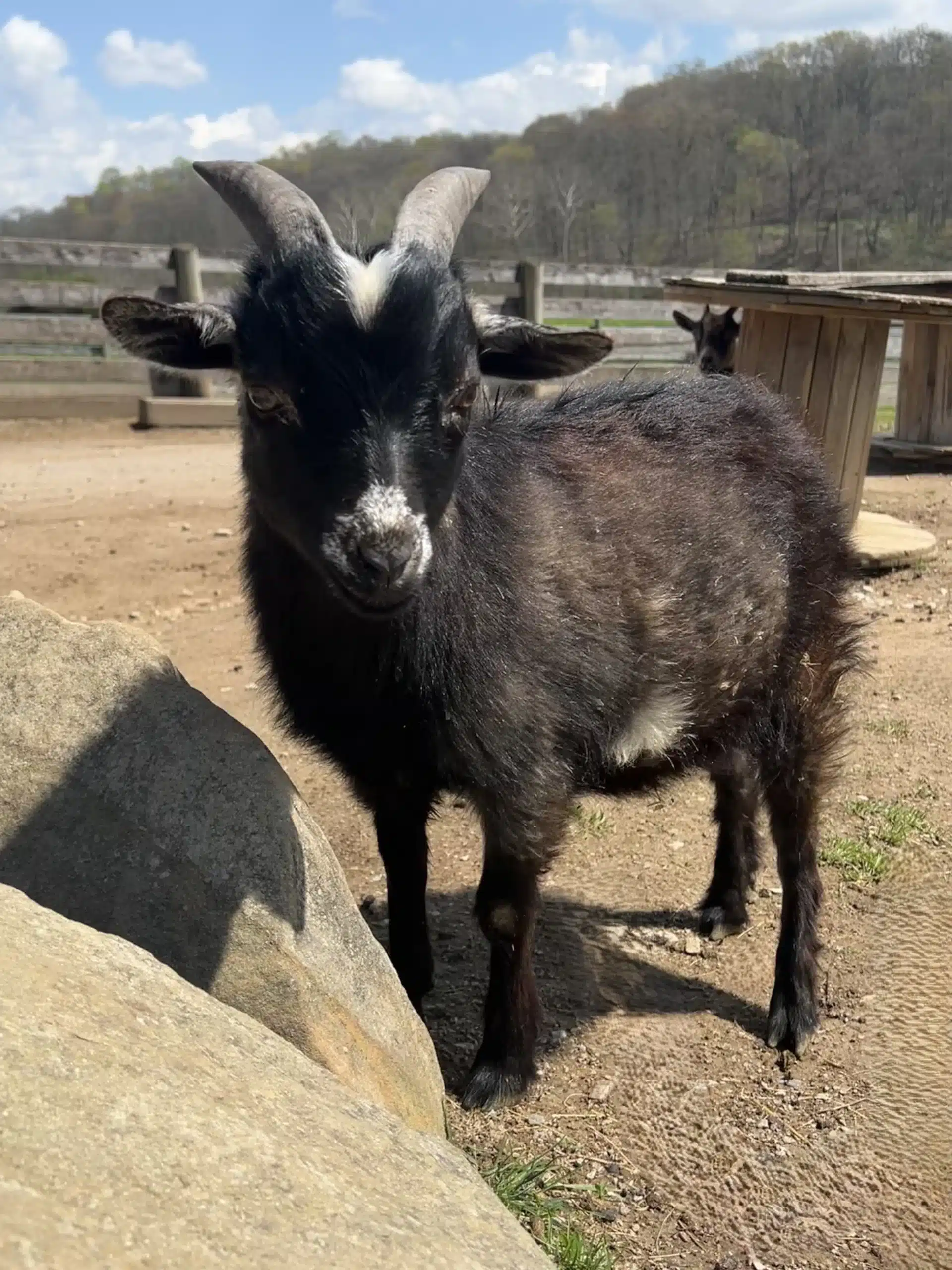 Benny at Fox's High Rock Farm
