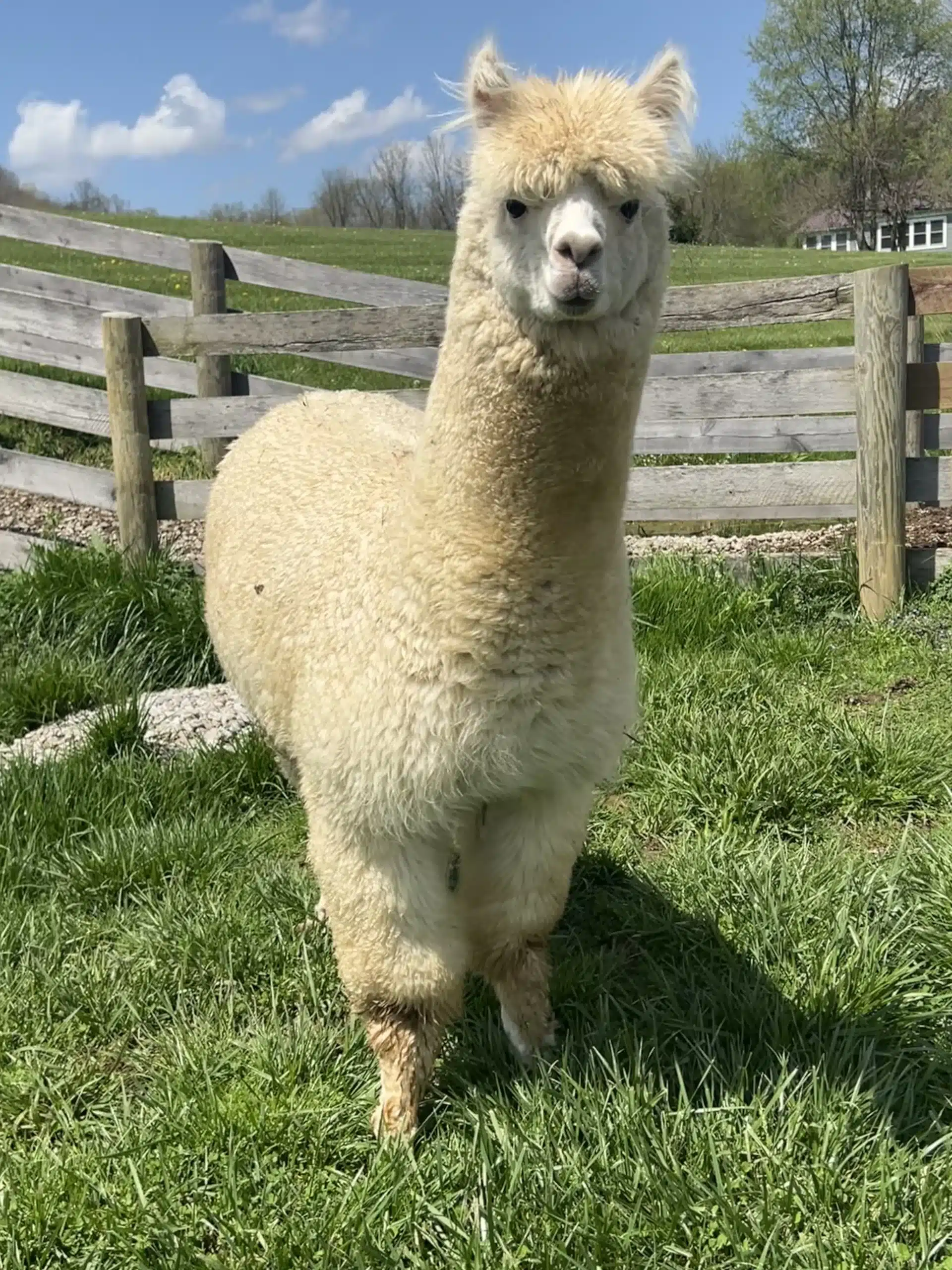 Billy at Fox's High Rock Farm