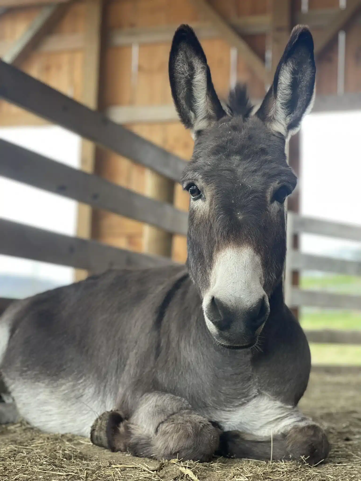 Buckley at Fox's High Rock Farm