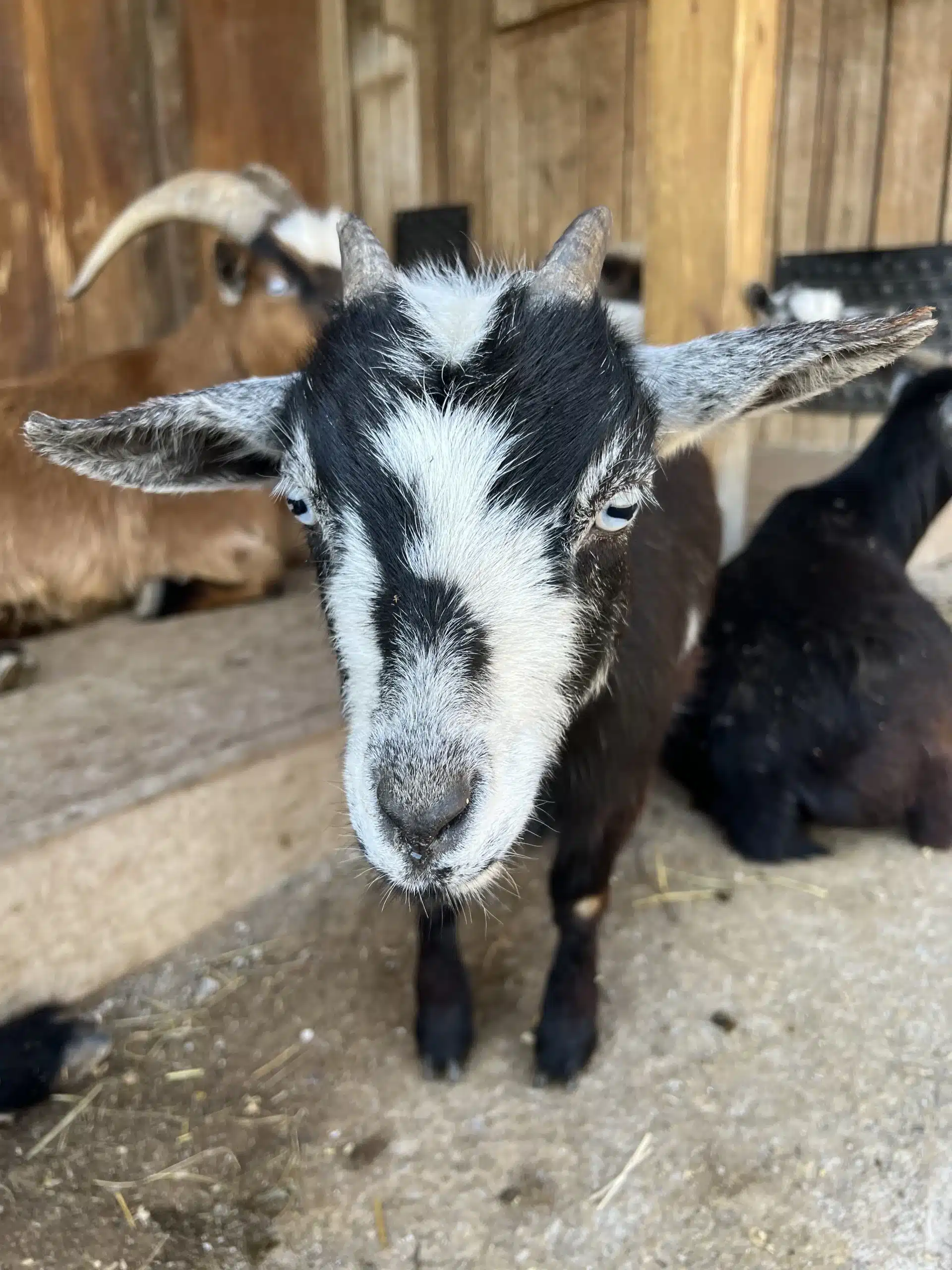 Elsa at Fox's High Rock Farm