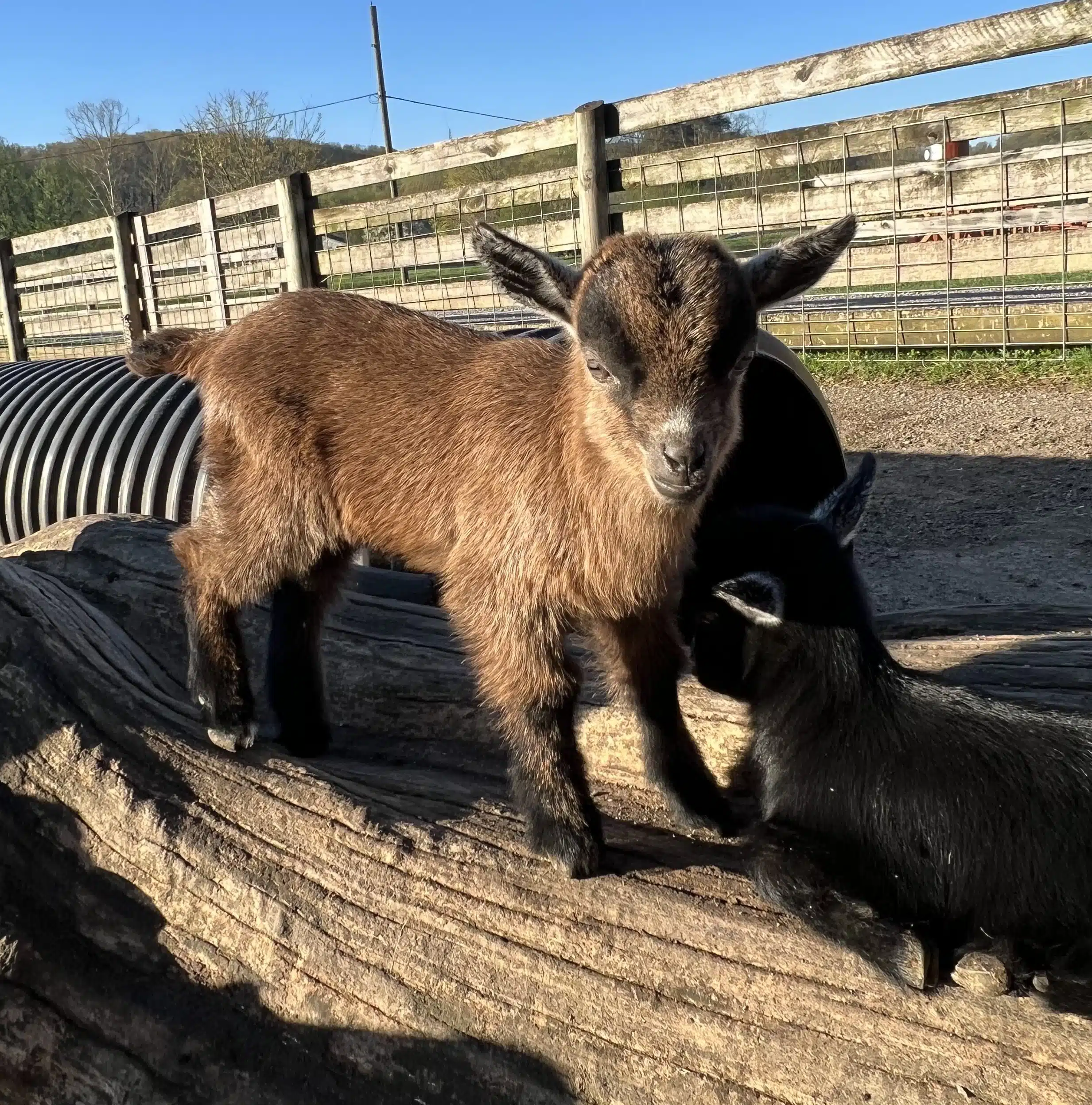 Gordon at Fox's High Rock Farm