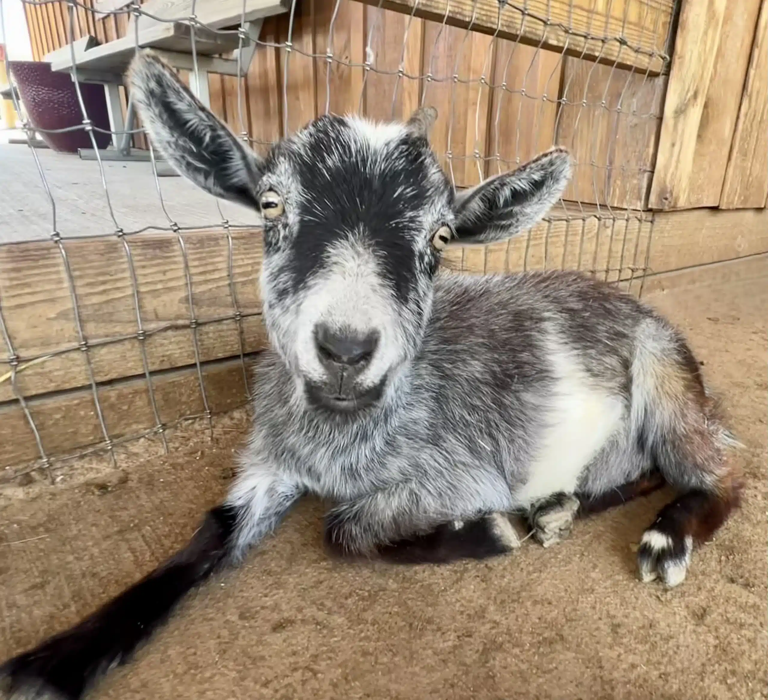 Hazel at Fox's High Rock Farm