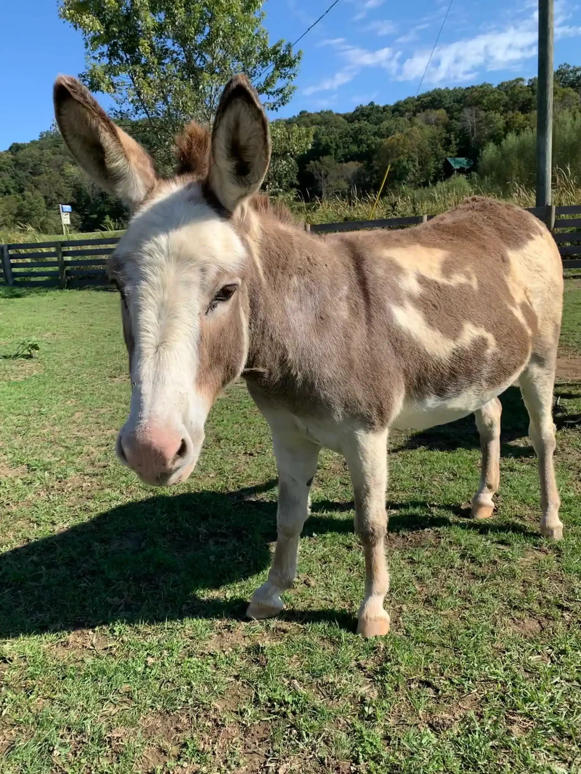 Jenny at Fox's High Rock Farm