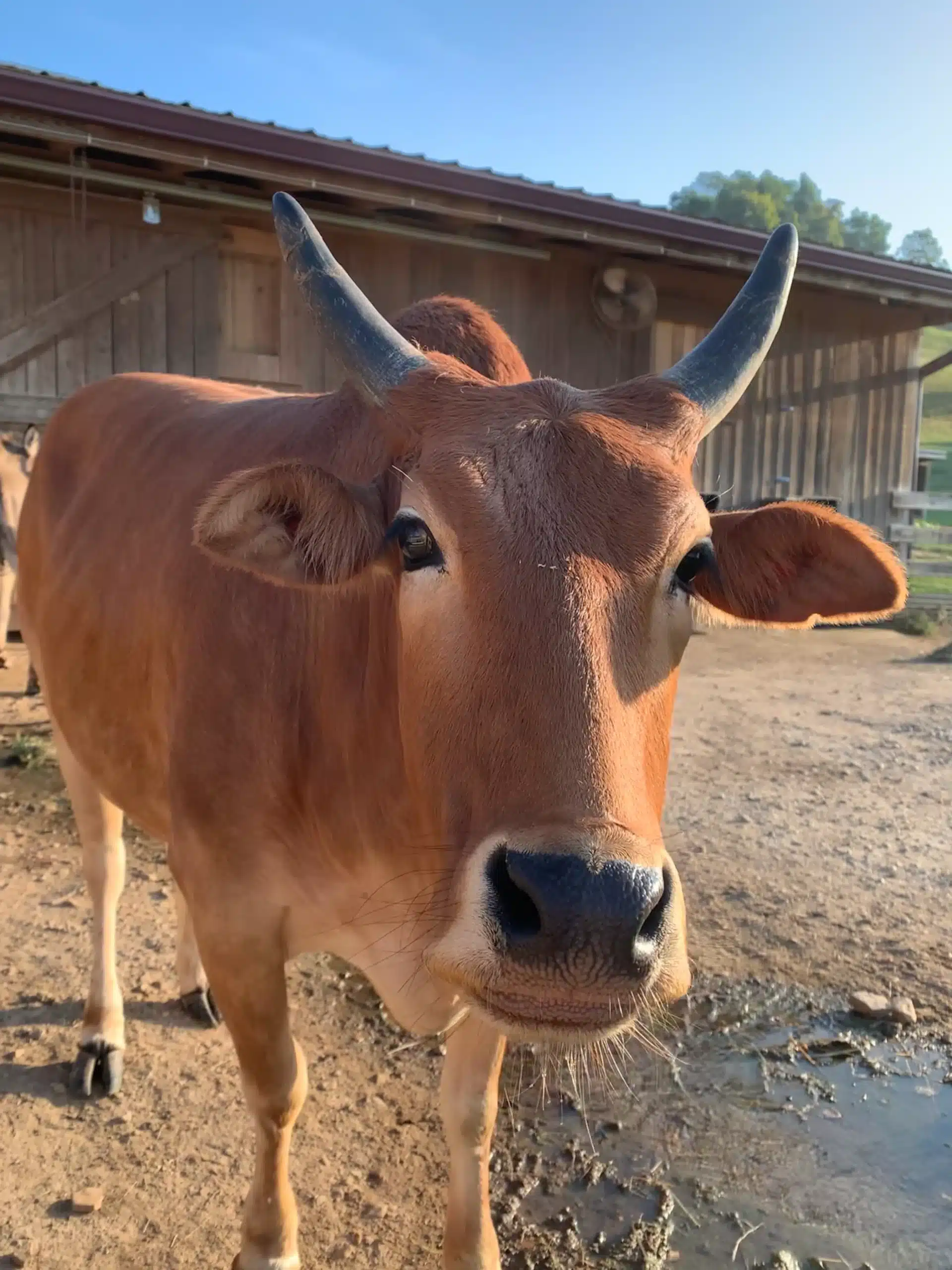 Jimmy at Fox's High Rock Farm
