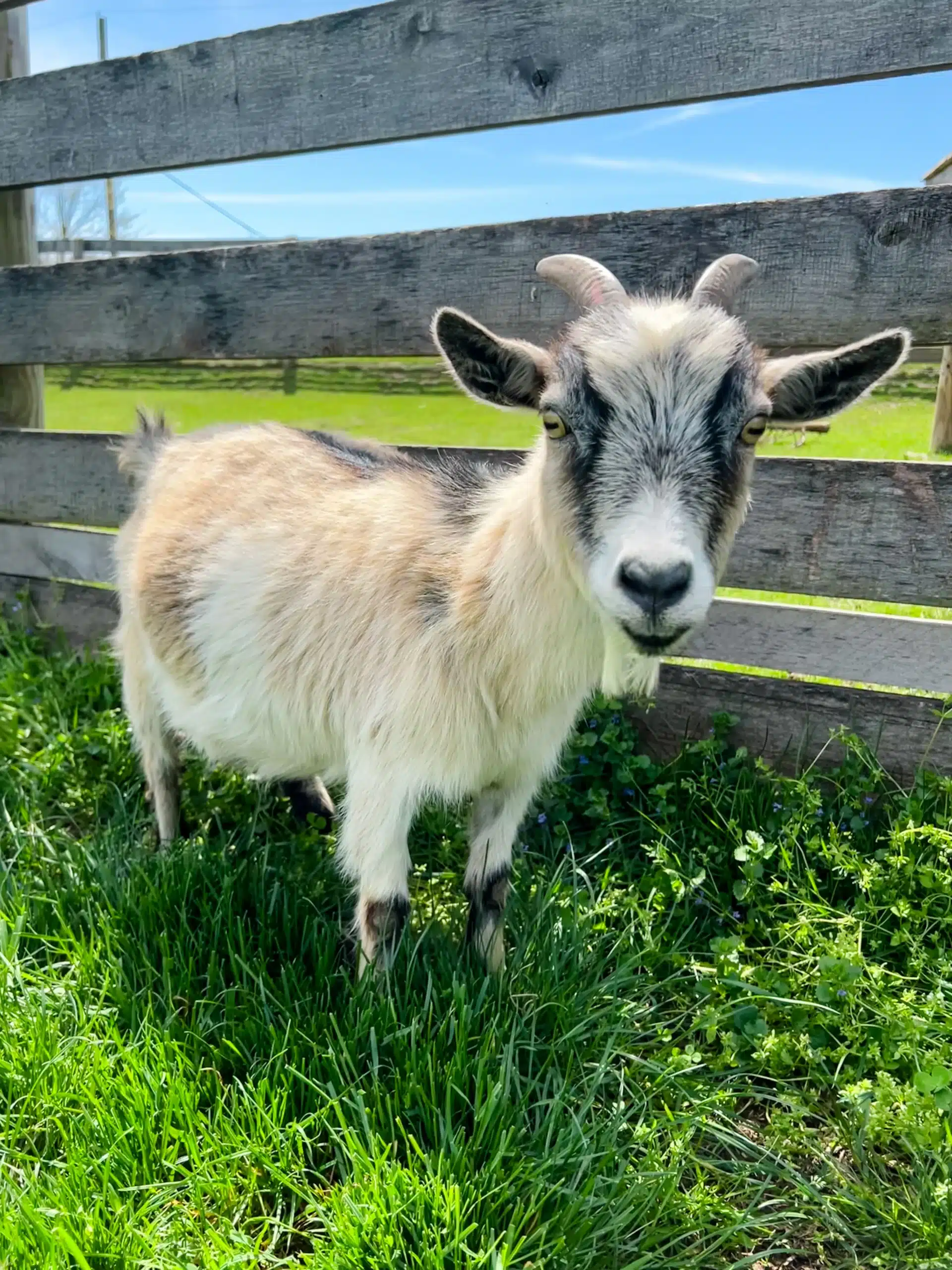 Lillian at Fox's High Rock Farm