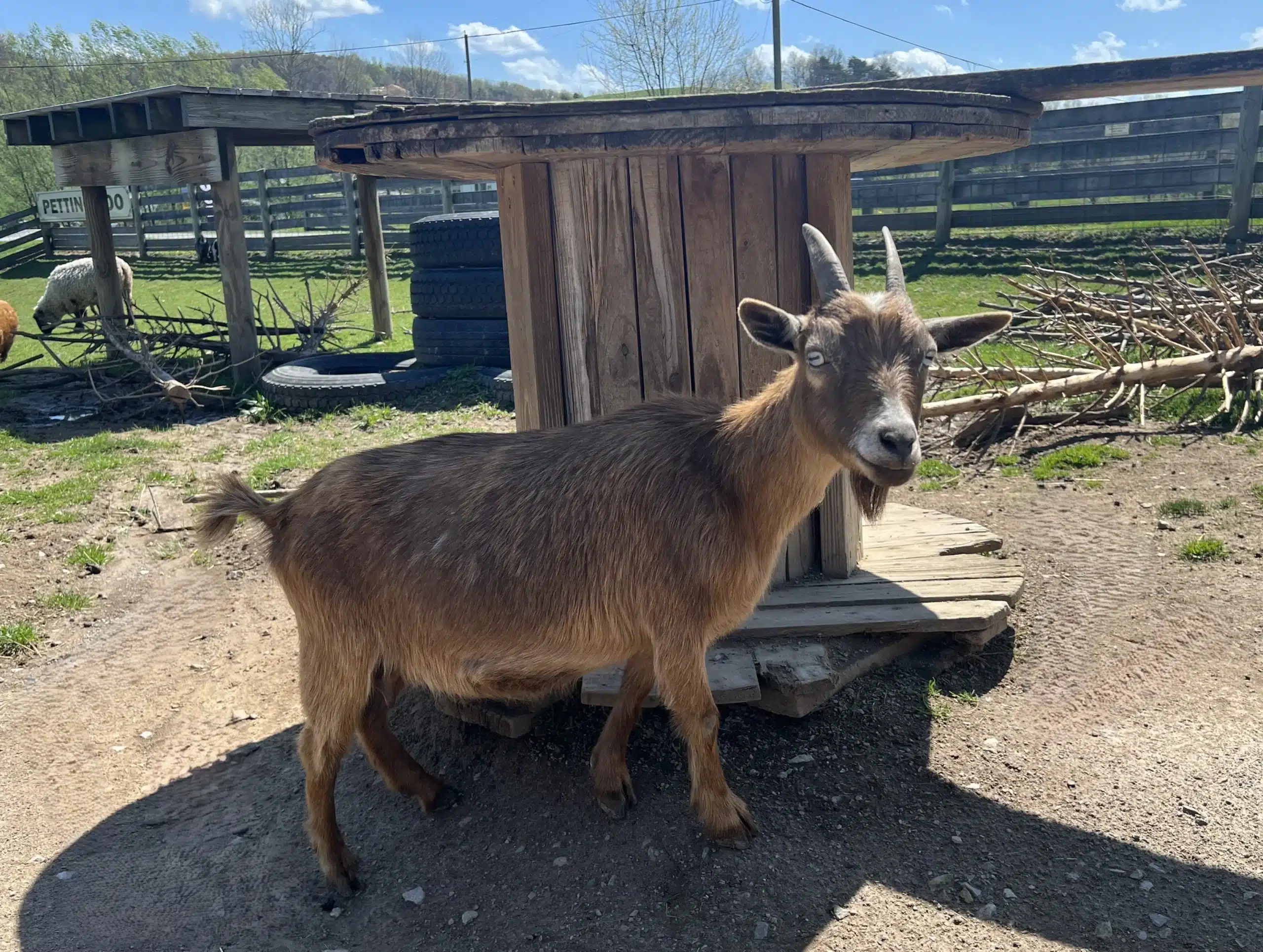 Lisa at Fox's High Rock Farm