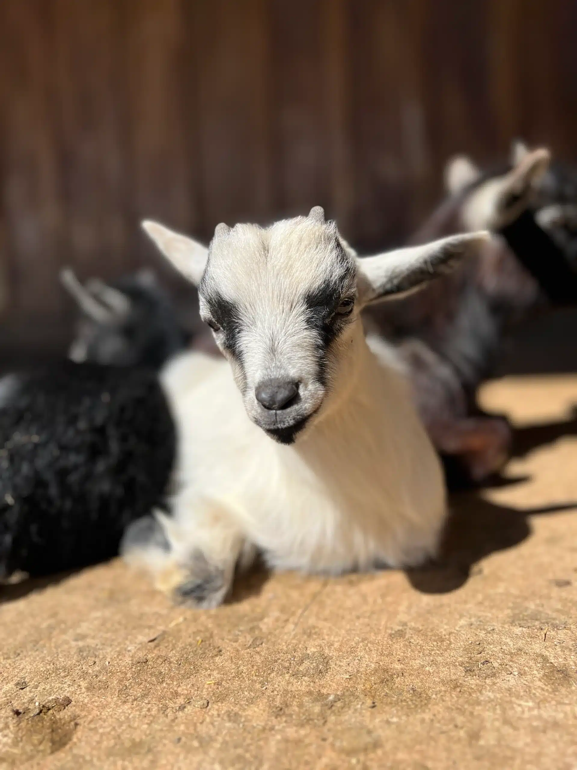 Luke at Fox's High Rock Farm