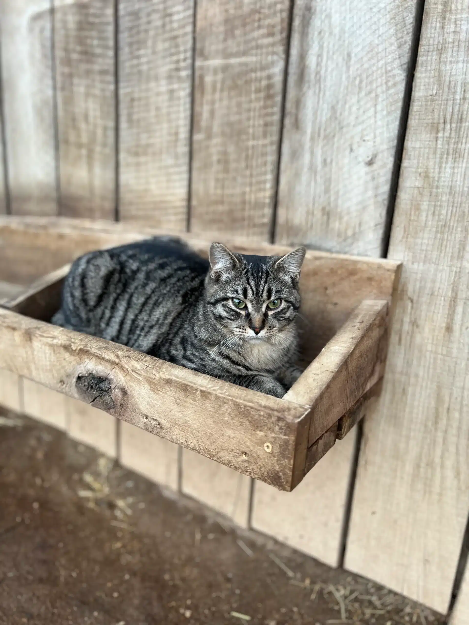 Molly the cat at Fox's High Rock Farm