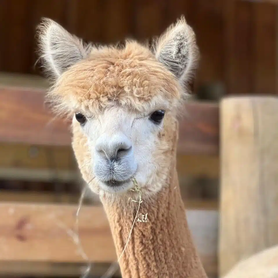 Penelope at Fox's High Rock Farm