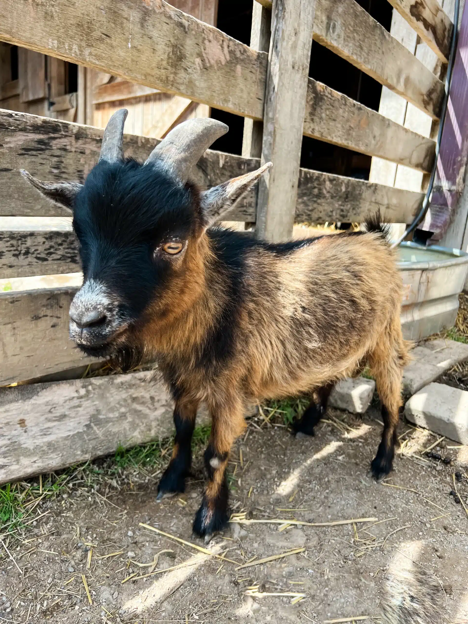 Phil at Fox's High Rock Farm