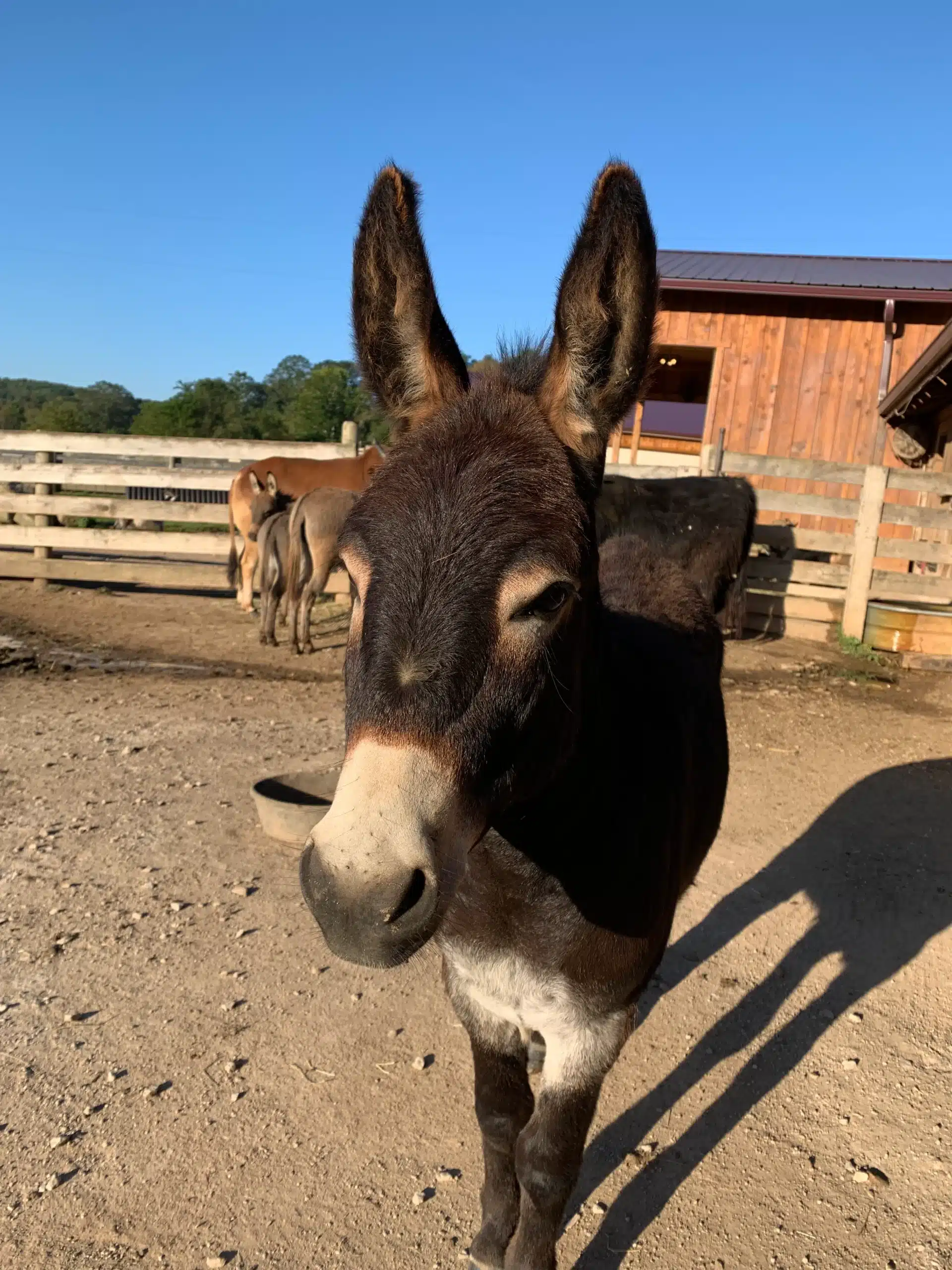 Zeke at Fox's High Rock Farm