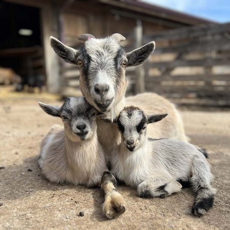 Fox's High Rock Farm Goats